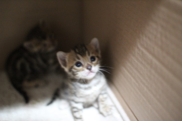 브라운 뱅갈고양이 꼬맹이들 사진 입니다. 관련 이미지 3