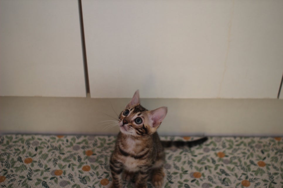 뱅갈고양이분양 장군이,아롱이, 탑식이~ 관련 이미지 4