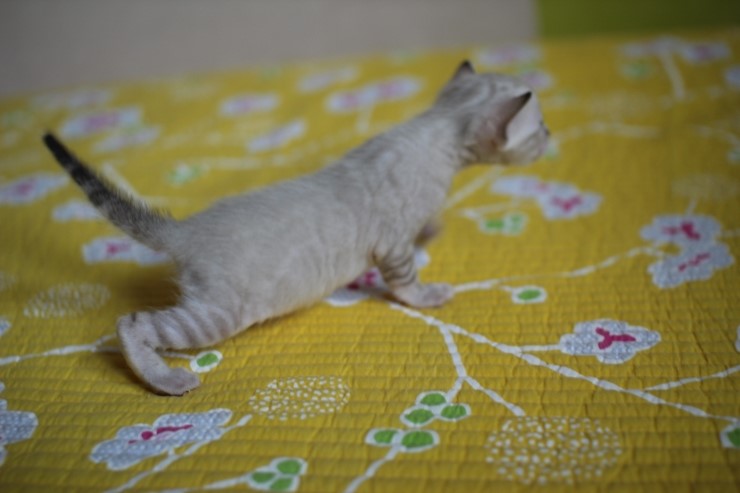 실링스 뱅갈고양이 키퍼 여아예요~ 관련 이미지 2