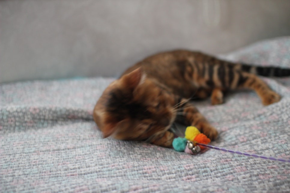 소유뱅갈캐터리 원탑 오랜만에 사진 찍었어요~ 관련 이미지 13