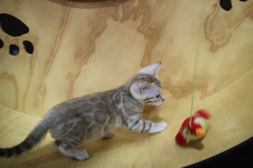 실밍크뱅갈고양이 여아 분양해요~ 관련 이미지 9