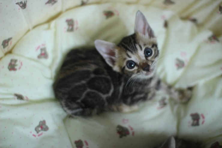 귀염둥이 뱅갈고양이 peace^^ 관련 이미지 2