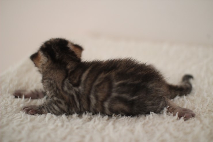 뱅갈고양이 꼬물이 남아예요~ 관련 이미지 12