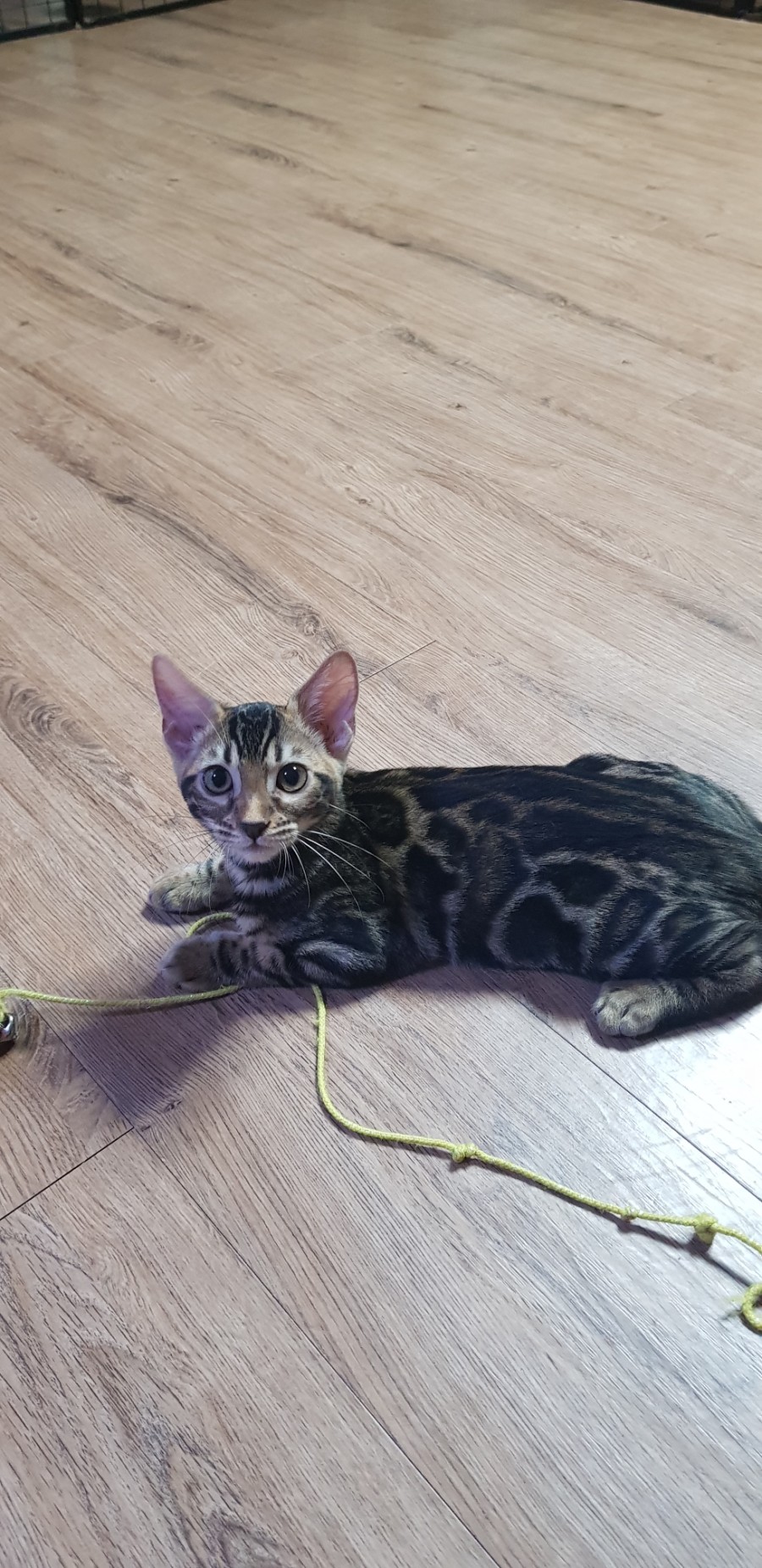 브라운 뱅갈고양이 분양중인 여아예요~~ 관련 이미지 5