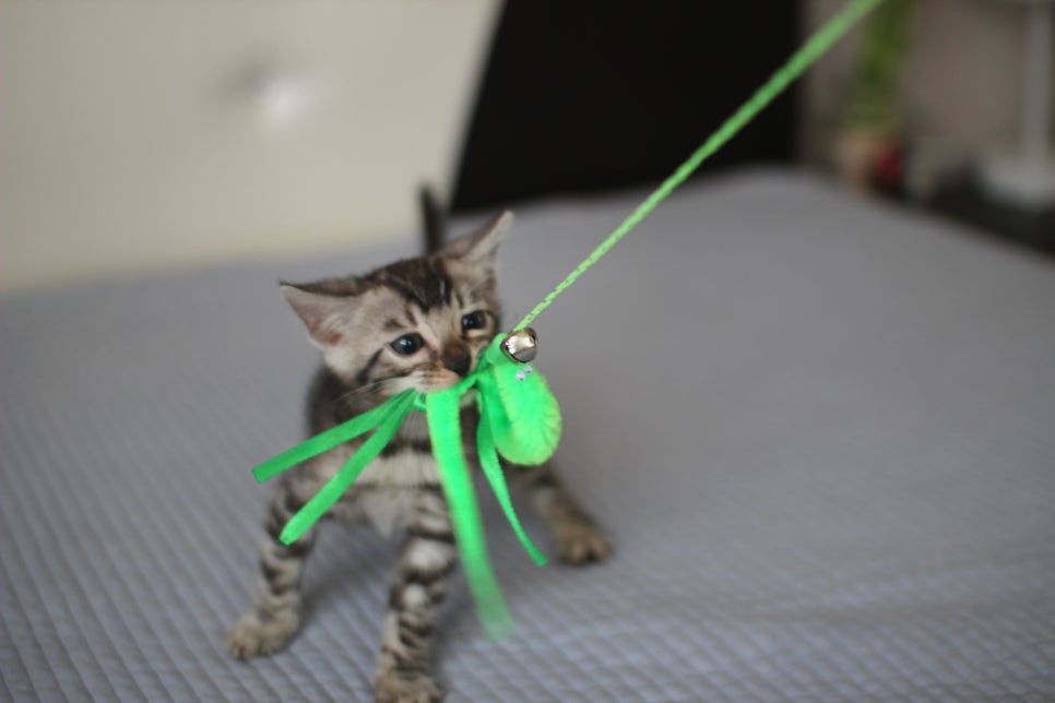 실버뱅갈고양이 남아 오늘 사진 찍었어요~ 관련 이미지 4