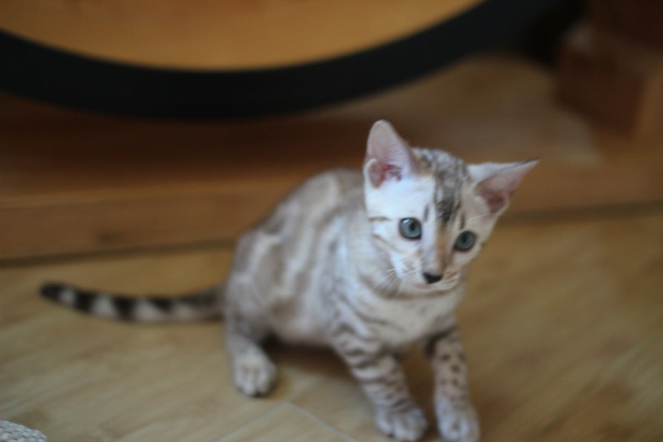 뱅갈고양이 이런 개냥이는 없다~ 관련 이미지 5