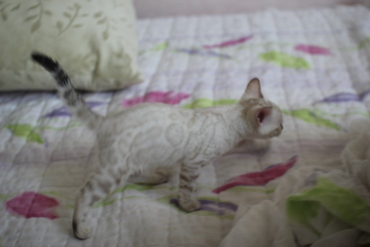 스노우 뱅갈고양이 밍돌이와 밍순이 ㅎㅎ 관련 이미지 3