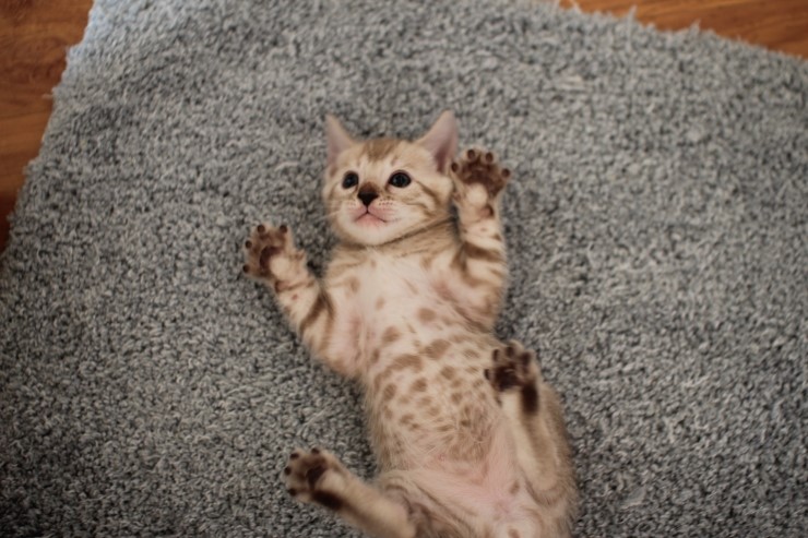 뱅갈고양이 분양 완전히 빠졌네 빠졌어~ 관련 이미지 5