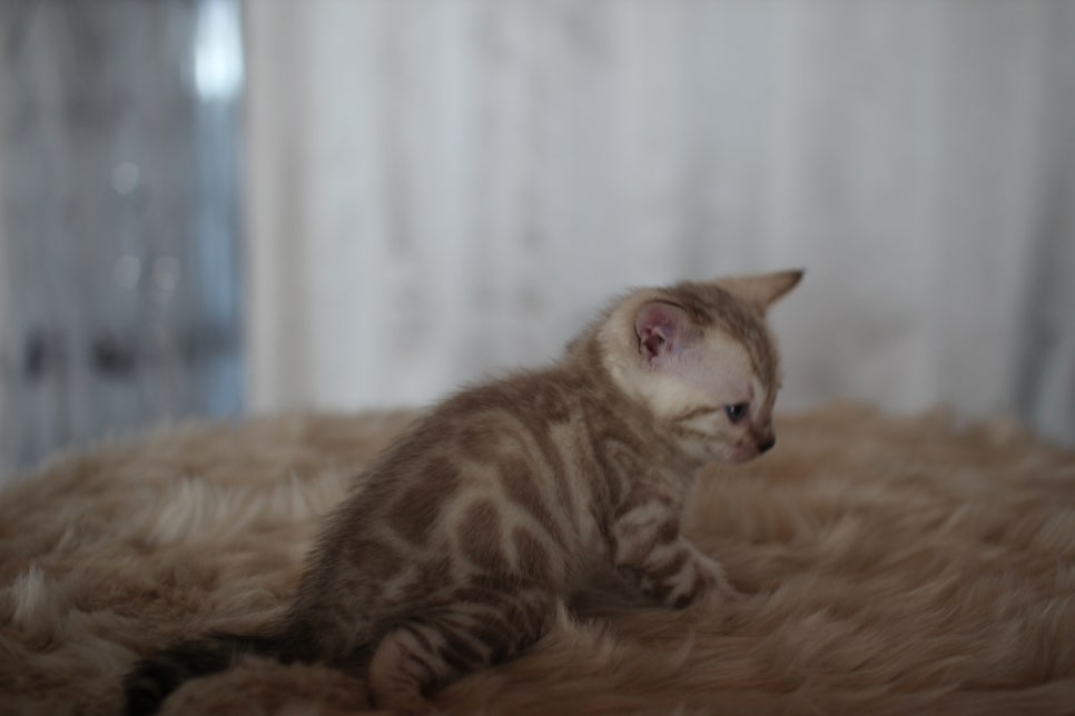 스노우뱅갈고양이 분양 오늘 빠져들어 볼까요? 관련 이미지 25