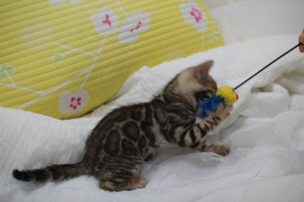 뱅갈고양이 남아3 분양해요~ 관련 이미지 5