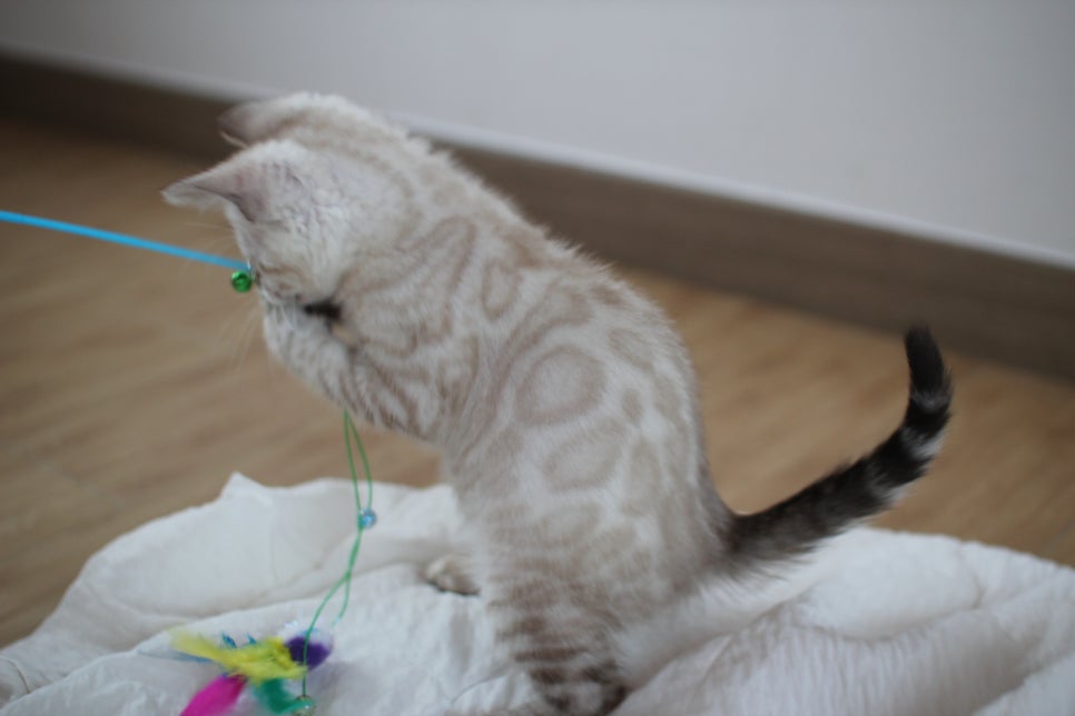 빅로젯 실밍크 뱅갈고양이 남아예요 관련 이미지 13