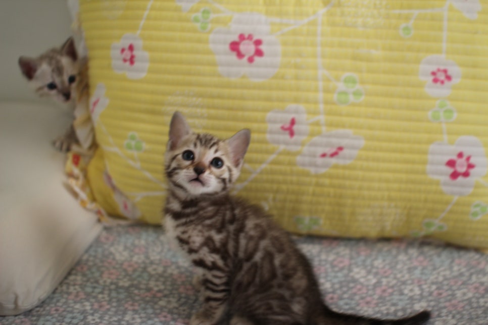 세피아 뱅갈고양이 남아 분양해요~ 관련 이미지 8