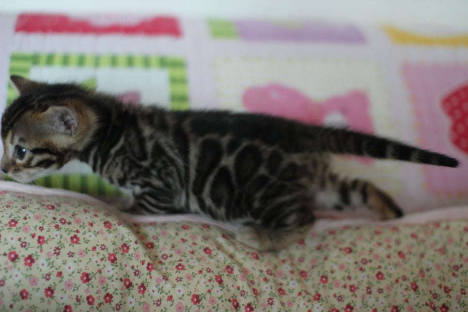 뱅갈고양이 꼬맹이들 사진전 ㅎㅎ 관련 이미지 9