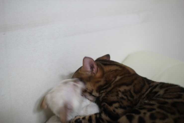 뱅갈고양이,뱅갈고양이 분양,초아가 신났어요~~~ 관련 이미지 2