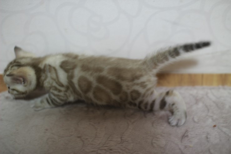 스노우 밍크 뱅갈고양이 남아예요~ 관련 이미지 9