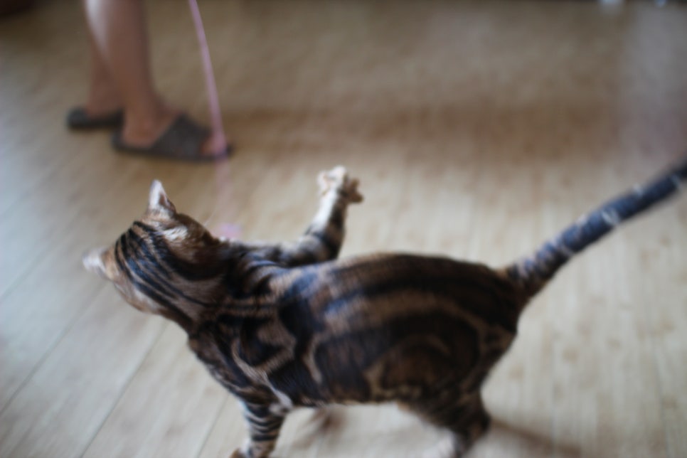뱅갈고양이 블랙홀과 킹군 관련 이미지 13