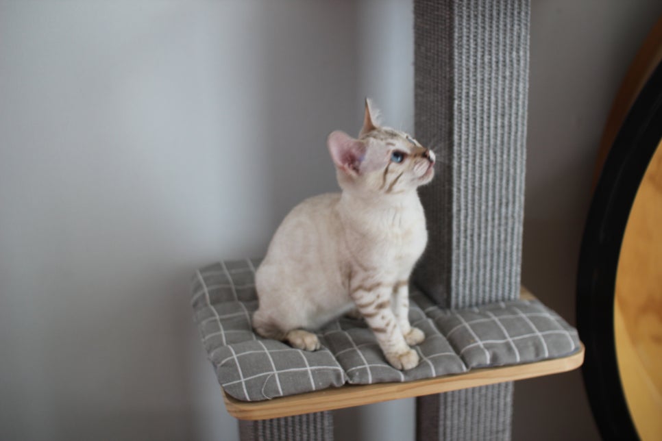 스노우뱅갈고양이 여아 분양해요~ 관련 이미지 7