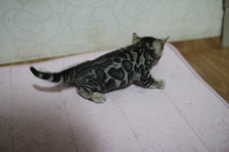 뱅갈고양이 자매 아이들 많이 컸어요~ 관련 이미지 4
