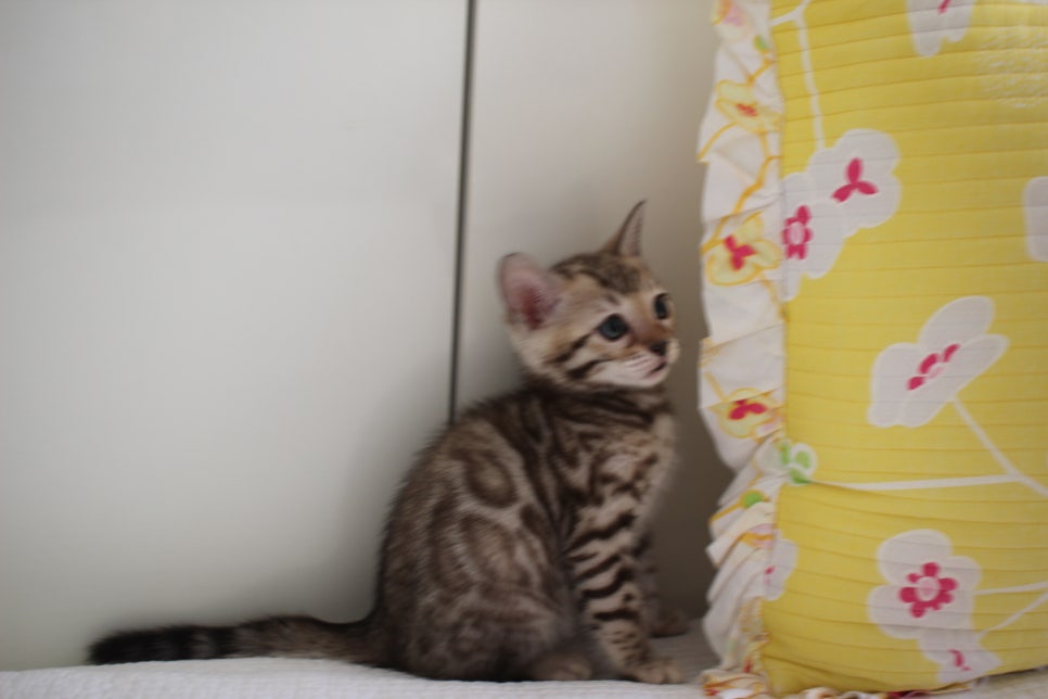 스노우뱅갈고양이 삼총사 분양해요~ 관련 이미지 2