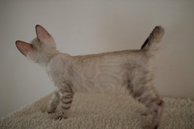 클라우드 로젯 실링스 뱅갈고양이 키퍼 여아 입니다~~ 관련 이미지 2