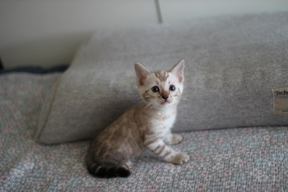 스노우뱅갈고양이 남아 분양해요~ 관련 이미지 1