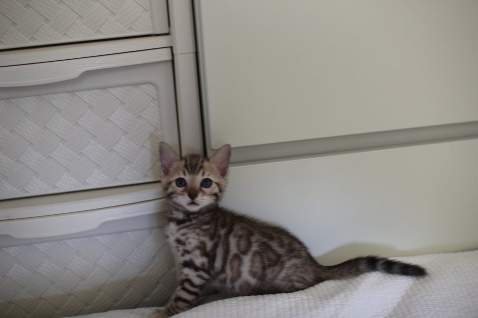 스노우뱅갈고양이 삼총사 분양해요~ 관련 이미지 3