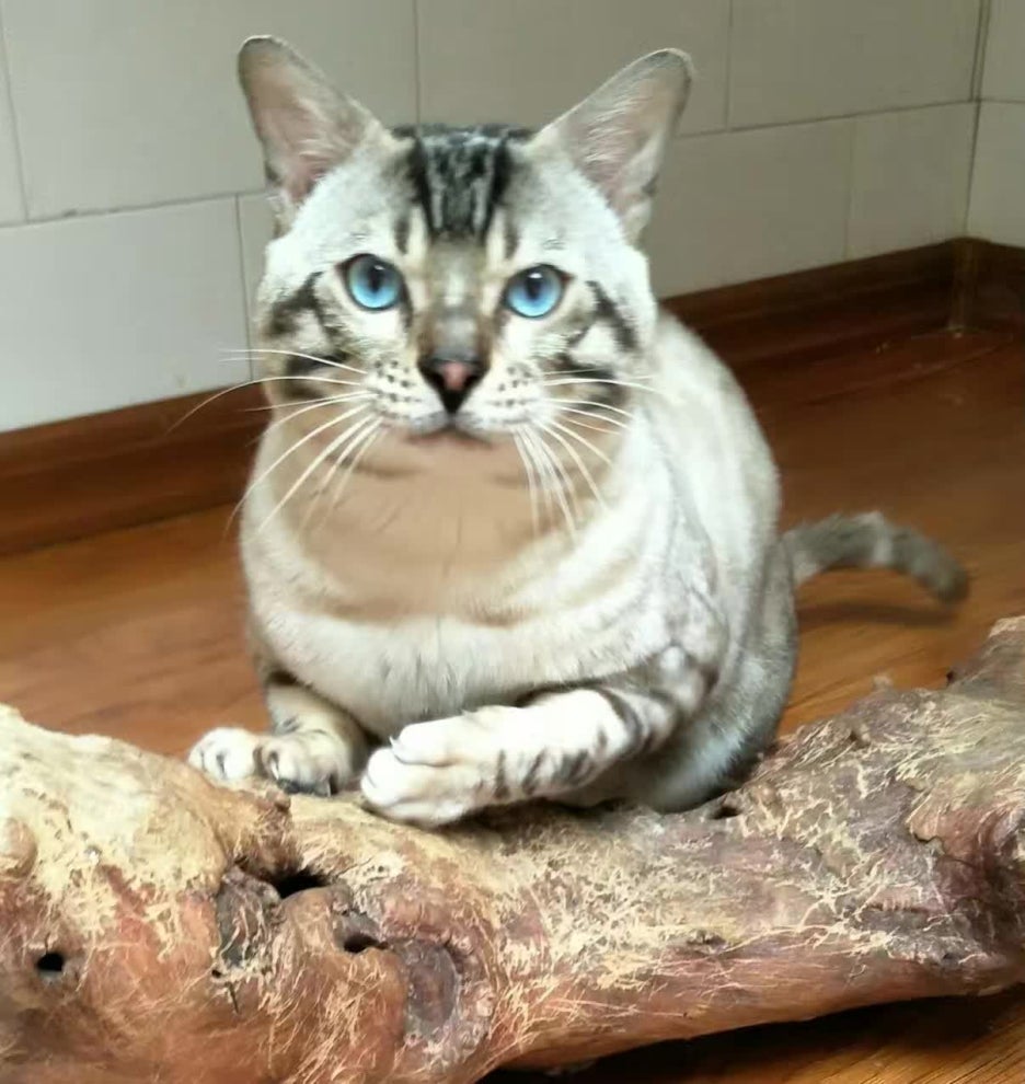 해외에서 종묘로 활동중인 소유캐터리 실링스 뱅갈고양이 입니다~ 관련 이미지 2