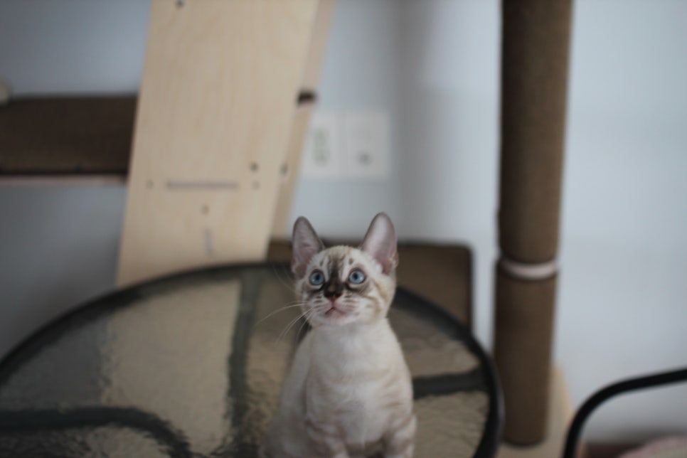 완전 강아지 같은 링스차콜 뱅갈고양이 남아 분양해여~ 관련 이미지 8