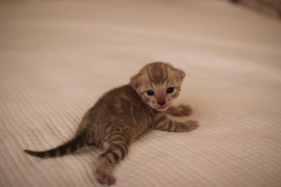 고퀄리티 스노우뱅갈고양이 아이들 분양합니다~ 관련 이미지 13