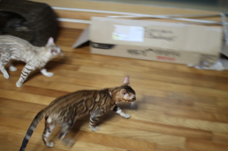 뱅갈고양이 아이들 신나게 노는 아이들~ 관련 이미지 20