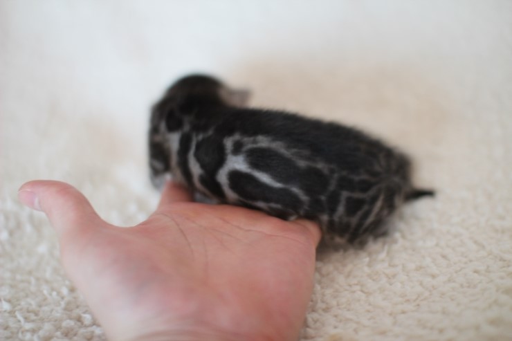 실버뱅갈고양이 클라우드 로젯 여아예요 관련 이미지 3