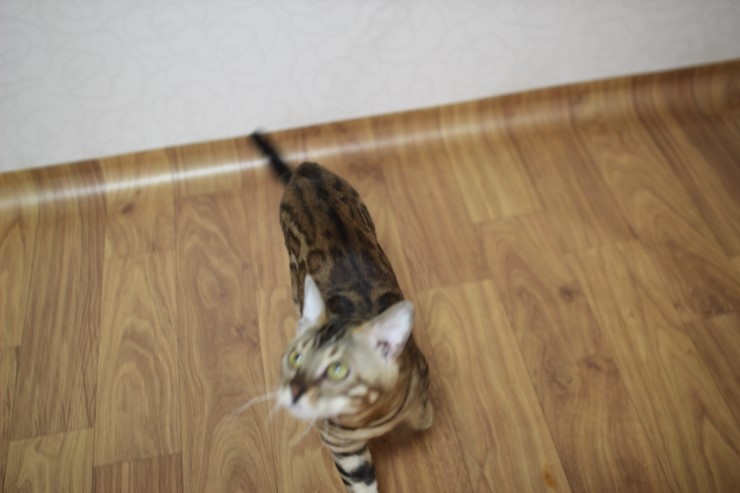 뱅갈고양이 장고 꿩털 낚시대에 푹 빠졌습니다~ 관련 이미지 13