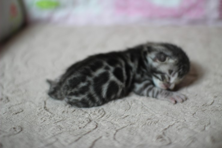 실버뱅갈고양이 꼬물이들 탄생 샤샤샷 관련 이미지 5