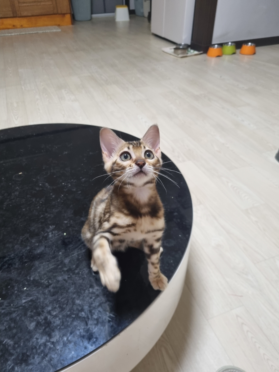 초미묘 개냥이 뱅갈고양이 여아 분양해요 관련 이미지 2