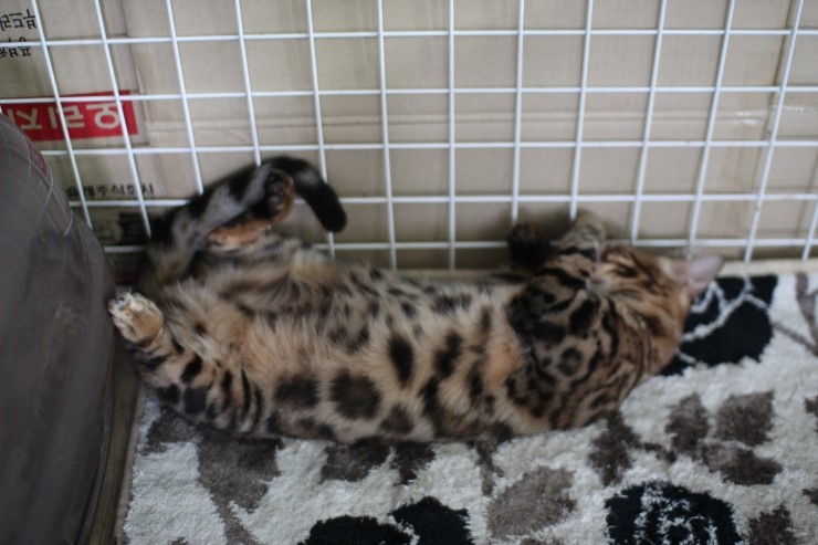 뱅갈고양이,뱅갈고양이분양 새친구 링컨이와 초아가 많이 친해졌어요~~~~~~~ 관련 이미지 5