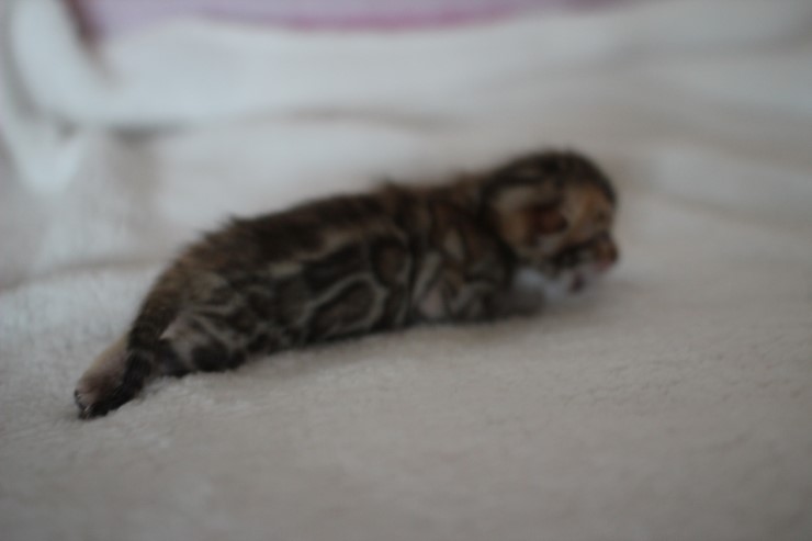 소유뱅갈고양이 캐터리 키튼들 입니다~ 관련 이미지 7