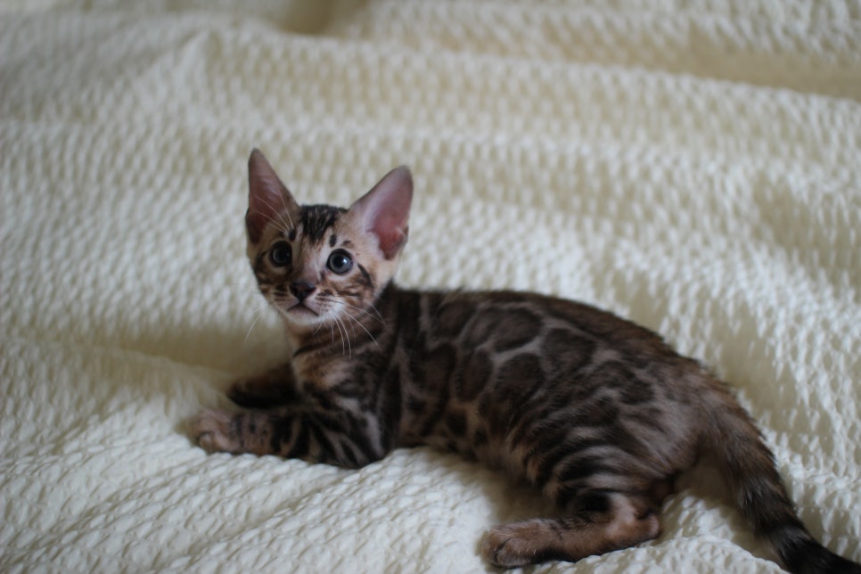 활발한 뱅갈고양이 남아3 분양해요~ 관련 이미지 7