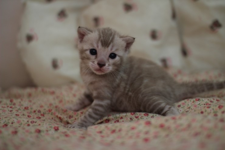 뱅갈고양이 분양 오묘한 매력에 칼라 스노우밍크 관련 이미지 2