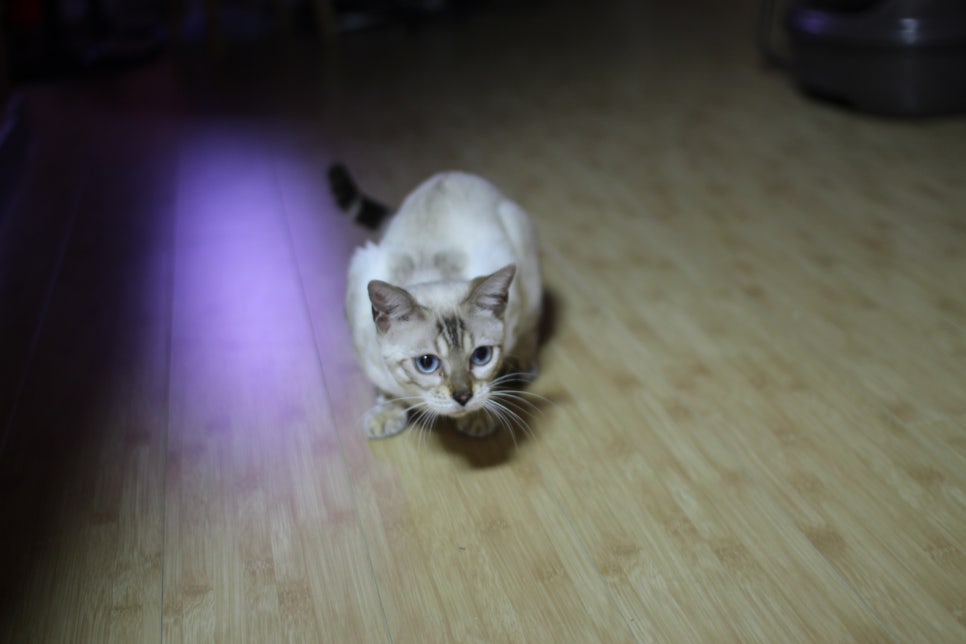 스노우뱅갈고양이 이브예요~ 관련 이미지 5