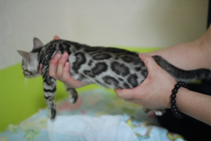 깡총깡총 실버 뱅갈고양이 남아 분양 관련 이미지 7