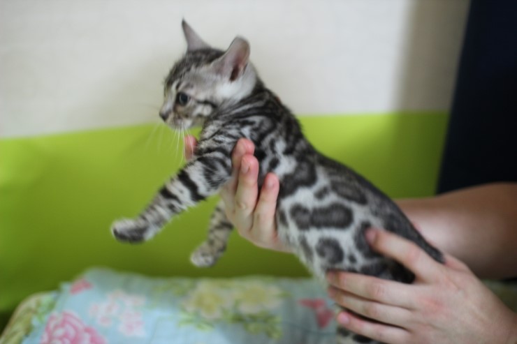 깡총깡총 실버 뱅갈고양이 남아 분양 관련 이미지 14