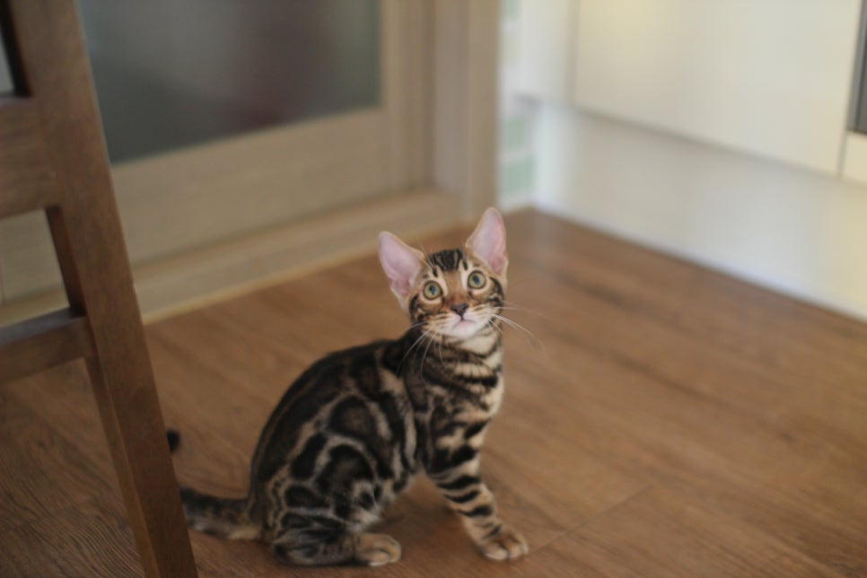 뱅갈고양이분양 행복 가득한 아이들 관련 이미지 8