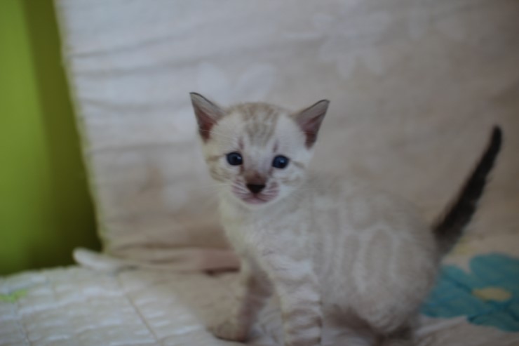 비슷한 패턴에 뱅갈고양이 남매~ 관련 이미지 17