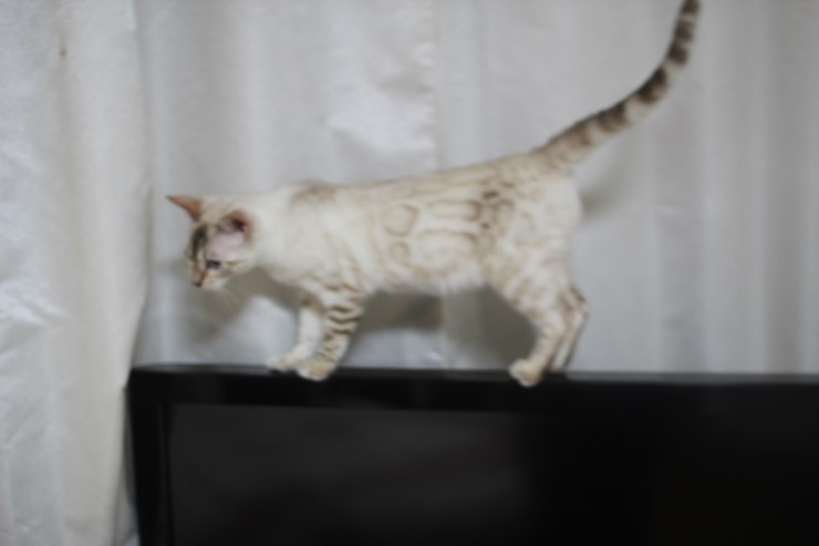 뱅갈고양이 새해 첫날~ 관련 이미지 9