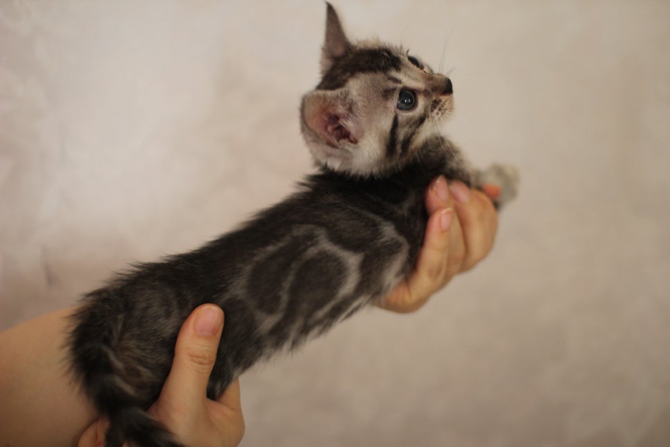 멋진 클라우드 로젯을 가진 실버뱅갈고양이 남아 입니다~ 관련 이미지 5