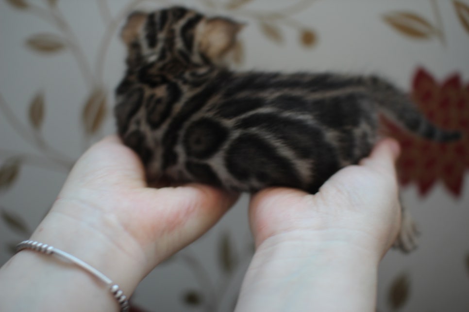 어메이징 브라운 뱅갈고양이 삼형제예요~ 관련 이미지 3