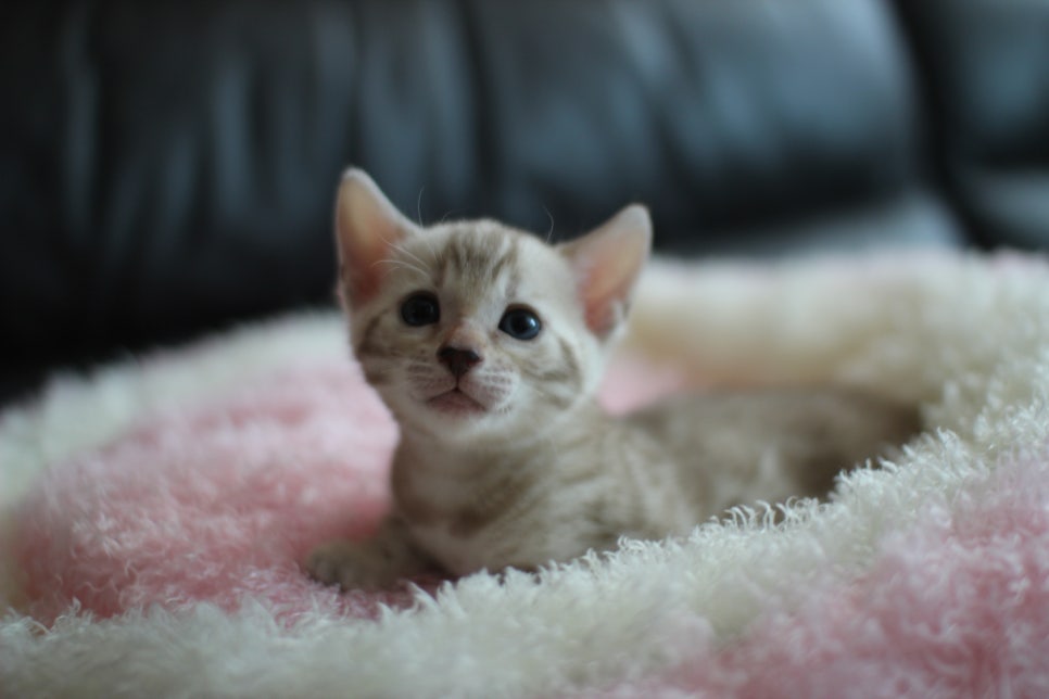 실밍크 뱅갈고양이 여아와 브라운 뱅갈고양이 남아예요~ 관련 이미지 1