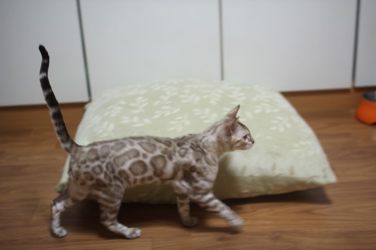 뱅갈고양이 슈퍼히어로 건강히 성장중~ 관련 이미지 4