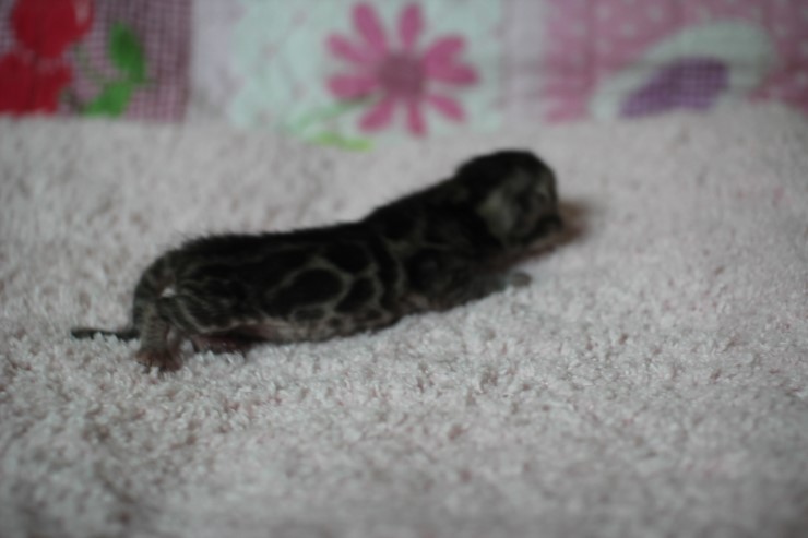 클라우드 로젯 실버뱅갈고양이 꼬물이 여아예요 관련 이미지 9