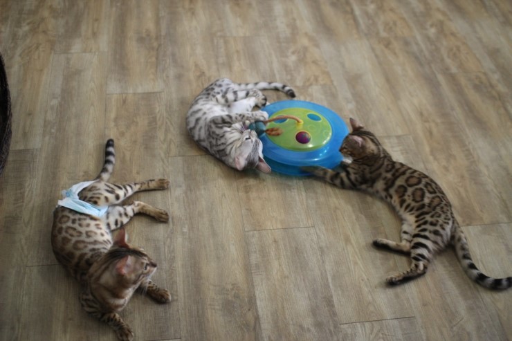 뱅갈고양이,실버뱅갈고양이,장난감 쟁탈전~~~ 관련 이미지 8